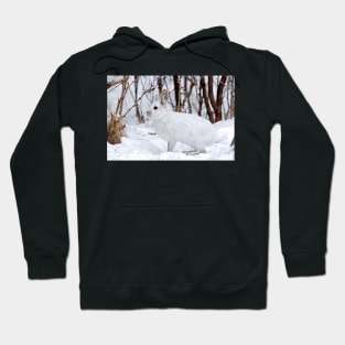 Snowshoe Hare Hoodie